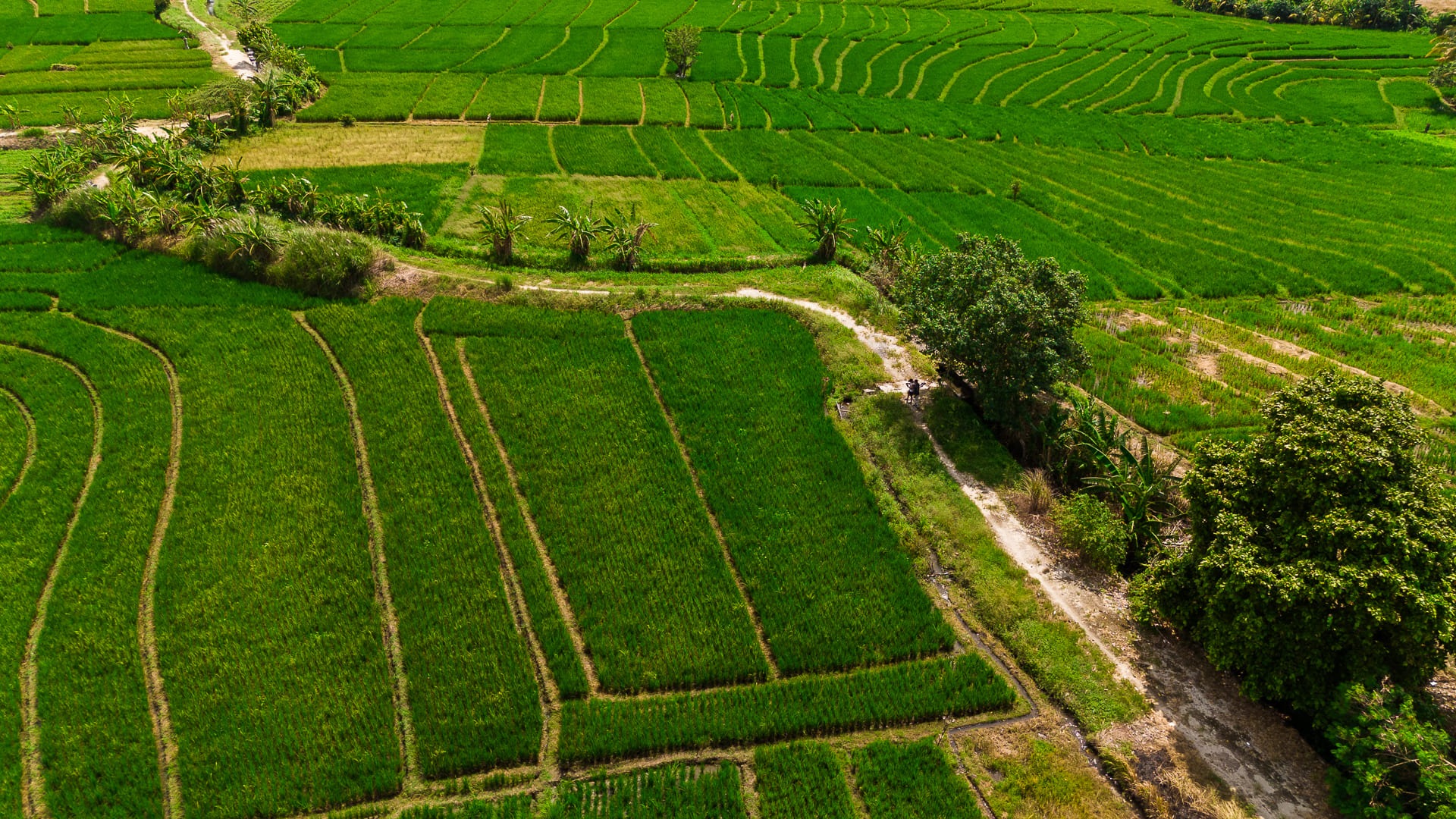 WEST BALI ESTATE — 30+ hectares of freehold and leasehold land in west Bali — Kerambitan, Bali (photo 6)