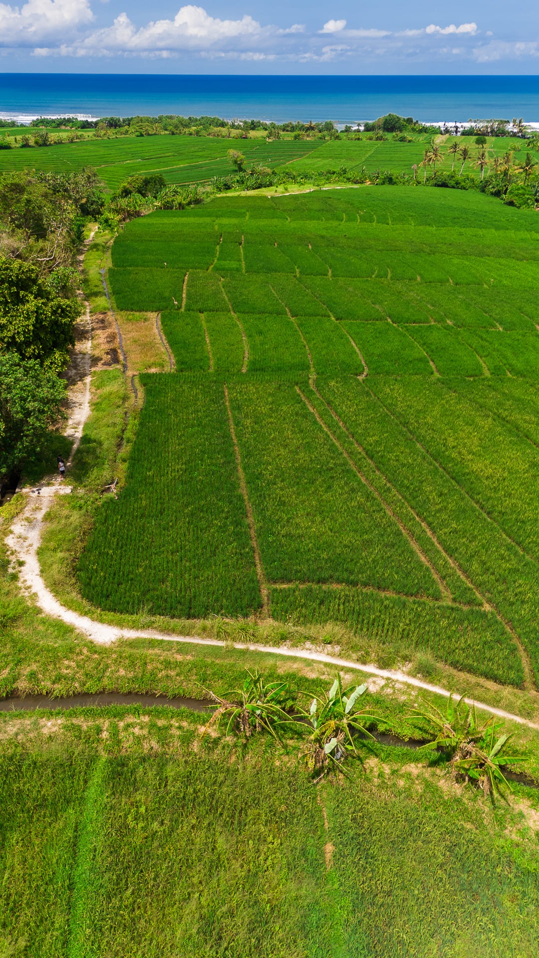 WEST BALI ESTATE — 30+ hectares of freehold and leasehold land in west Bali — Kerambitan, Bali (photo 2)