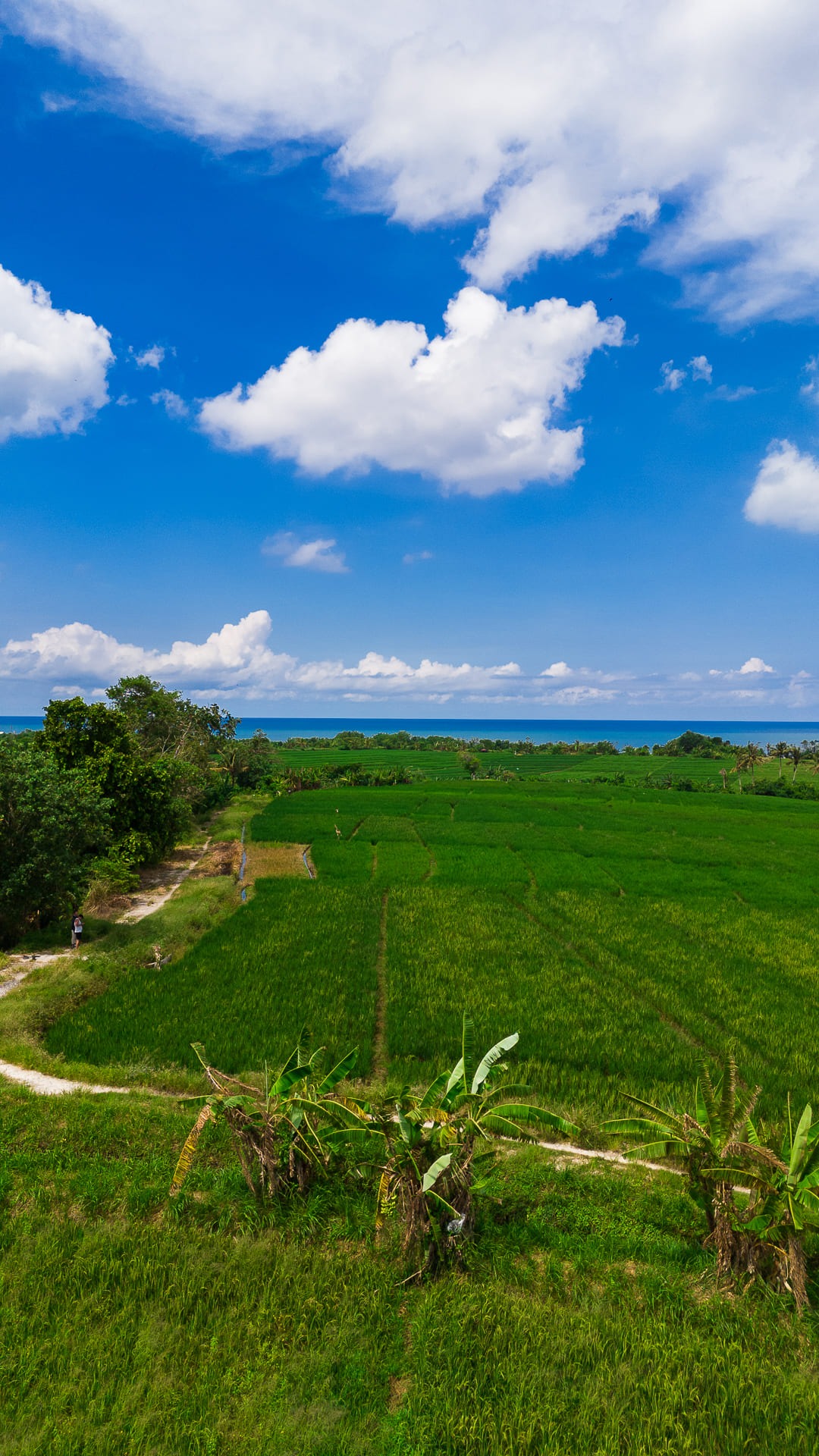 WEST BALI ESTATE — 30+ hectares of freehold and leasehold land in west Bali — Kerambitan, Bali (photo 3)